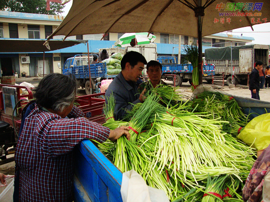 蒜薹价格高产量低亩均收益减少过半