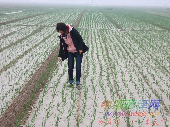 种植大蒜种下致富希望