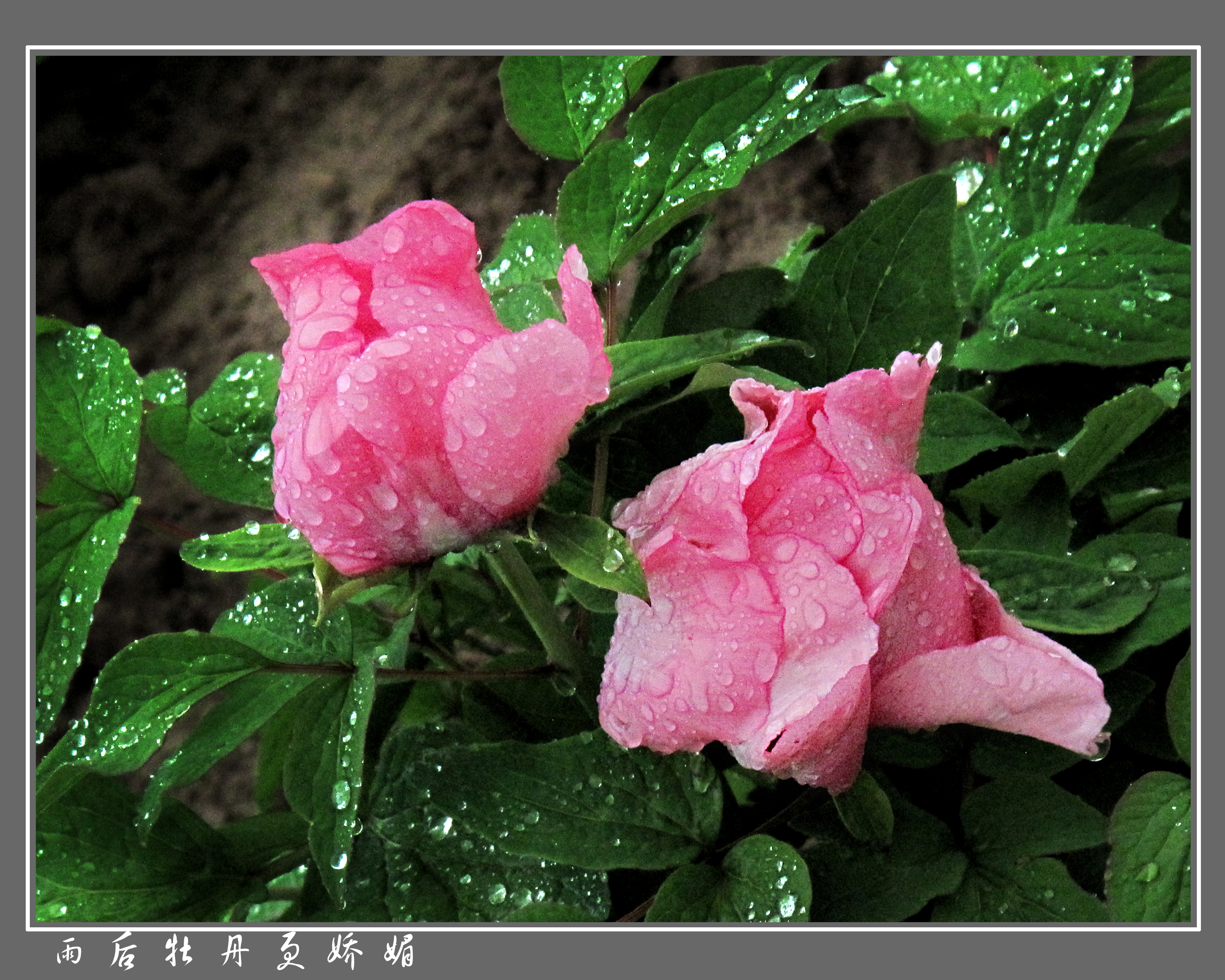 《雨后牡丹等娇魅》作者:彭立华