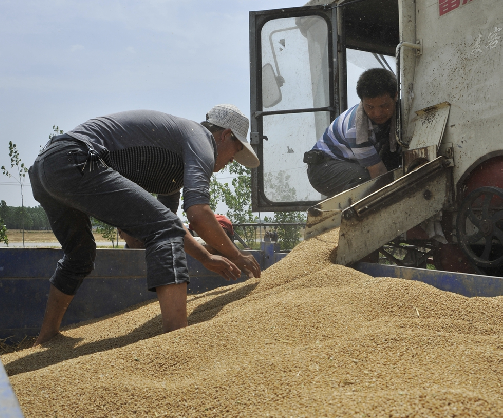 农场主付长清收麦记--中国菏泽网