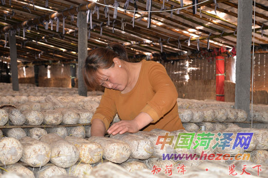 曹县青堌集镇扶持贫困户建立黑木耳种植基地-