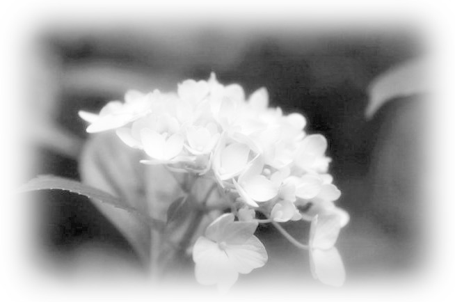 苔花如米小也学牡丹开表达的意思 xin_56071305105498424165.jpg