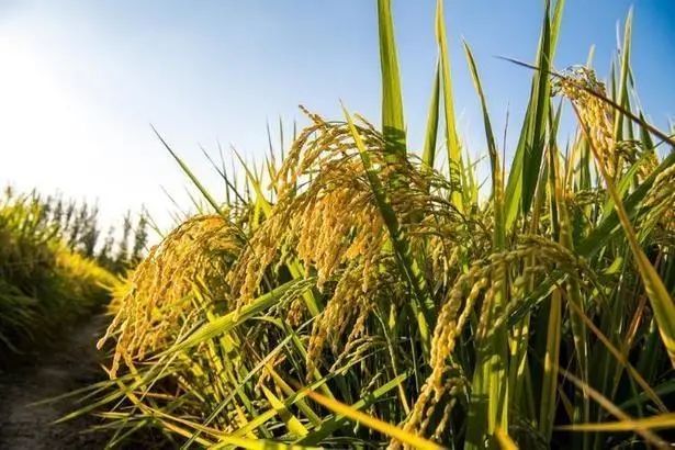 e7cd7b899e510fb3e14a3204ee7f9992d0430ca1.jpeg e7cd7b899e510fb3e14a3204ee7f9992d0430ca1.jpeg