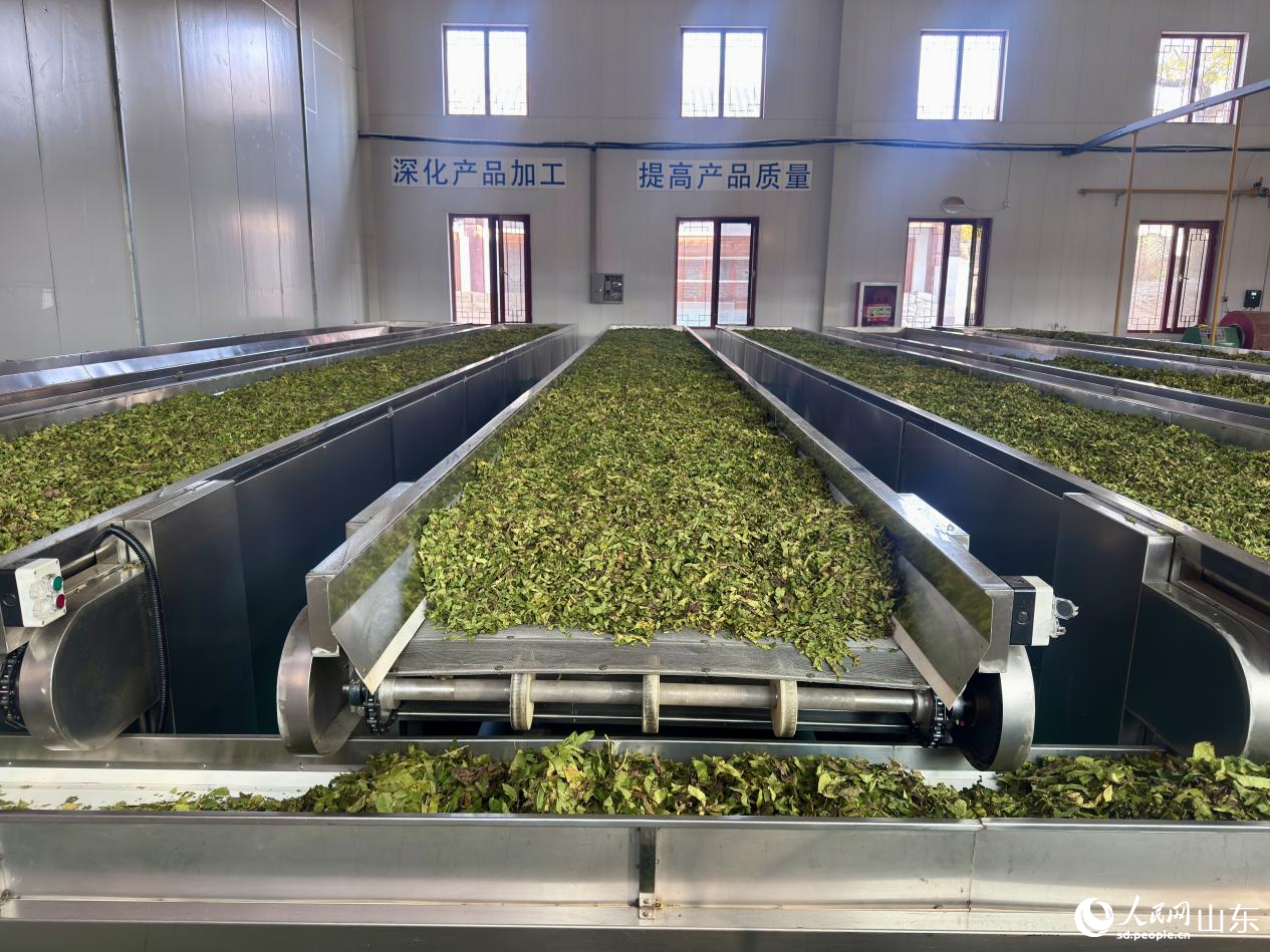 霜桑叶茶加工。人民网 郑昕桥摄