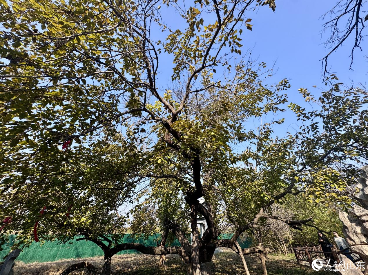 黄河故道森林公园内树龄1500余年的椹树王。人民网 郑昕桥摄