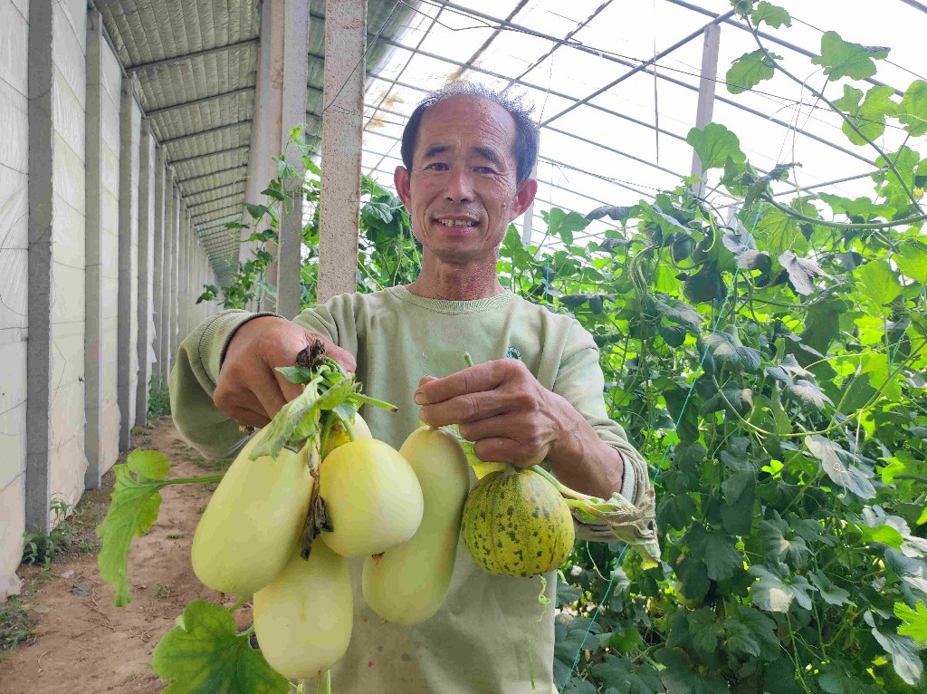 合作社结出“共富瓜”
