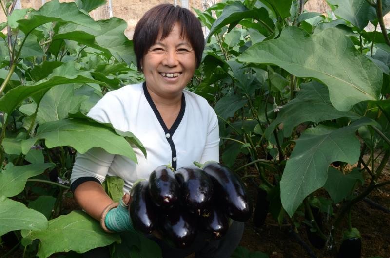 蔬菜种植鼓起农户“钱袋子”(分离图)91(2466150)-20231109090643.jpg